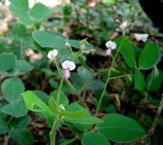 Image result for Grona adscendens