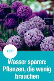 Pflanzen Die Wenig Wasser Brauchen Pinterest Garten Pflanzen Pflanzen Bepflanzung