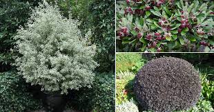 C'est la couleur de son feuillage qui séduit particulièrement. 13 Best Pittosporum Varieties Types Of Pittosporum Plants