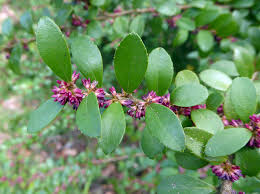 Image result for Myrsine africana