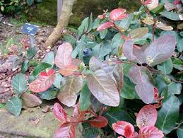 Image result for Mystroxylon