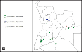 Image result for Cyphostemma subciliatum