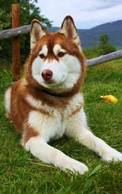 Black And Brown Siberian Husky Cutest Brown Husky Ever 3 3 New Pinterest Dog Doglovers Love Like4like Red Siberian Husky Dog Breeds Dogs