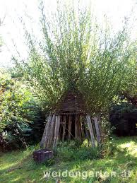 Weidenhutte Mit Jahrestrieben Im Herbst Weiden Garten Gartengestaltung