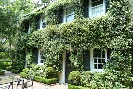 The plant can be grown as a vine or groundcover. This Time Of Year South Carolina S Warm Moist Air Is Fragrant With Confederate Sta Confederate Jasmine Diy Backyard Landscaping Backyard Landscaping Designs