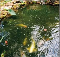 My pond is 12 feet deep center and about 80 by 110 feet i will send you a few photos. A 30 Year Old Backyard Oasis Is A Mini Ecosystem New Jersey Sustainability Reporting Hub