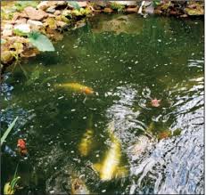 The minimum pump size recommendations are: A 30 Year Old Backyard Oasis Is A Mini Ecosystem New Jersey Sustainability Reporting Hub