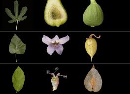 Southeasternflora.com utilizes a simple online key to identify plants in the southeastern portion of the u.s. Garden Tech 10 Essential Flower Apps To Id Plants And Leaves Gardenista