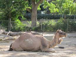 The other variety of camel is the dromedary and it has only one hump. Denver Zoo 2010 Arabian Camel Zoochat
