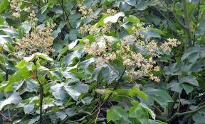 Image result for Firmiana