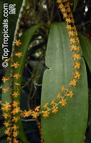 Image result for Chamaeangis