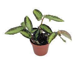 Image result for Pellaea doniana