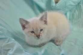A lynx siamese came to be from accidental breeding of a purebred seal point siamese with a domesticated tabby and so on. What Color Of Point Is My Cat Lynx Siamese Chocolate Lilac Thecatsite