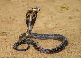 Black And Yellow Snake Texas King Cobra On Brown Sand King Cobra Snake Cobra Snake King Cobra