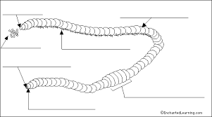 The daughter cells are identical to one another and to the original parent cell. Label Earthworm Diagram Enchantedlearning Com