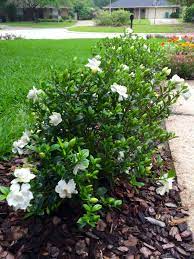 It features milky white, double form blooms jubilation gardenia, live evergreen shrub, white fragrant blooms. Jubilation Gardenia Front Garden Landscape Backyard Landscaping Backyard Landscaping Designs