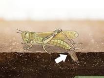 Image result for do grasshoppers lay eggs or give birth
