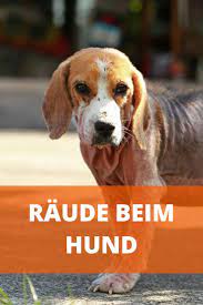 wirksame mittel gegen raude bei hunden behandlung gegen milben hunde milben hund hundehaltung