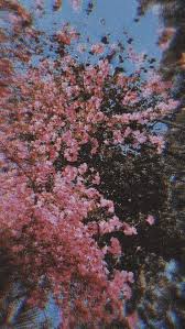Bunga sakura merupakan salah satu jenis bunga yang termasuk dalam keluarga rosaceae dari bunga sakura yang sangat populer di jepang ini, sebenarnya berasal dari pegunungan himalaya. Bunga Sakura Jepang Wallpaper Cantik Wallpaper Cantik Bunga Sakura