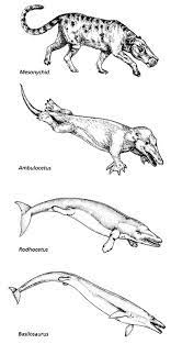Natural selection is about survival of the very fittest individuals in a population. Chapter 2 Major Themes In Evolution Teaching About Evolution And The Nature Of Science The National Academies Press
