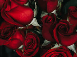 Hotels near seton hall university. Whigham Funeral Home Newark Nj Funeral Home Cremation
