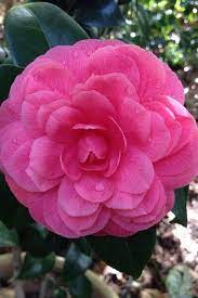 Buy Rosea Plena Camellia Bushes Free Shipping For Sale Online From Wilson Bros Gardens Camellia Flowers Pink Petals