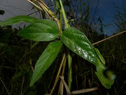 Image result for Vigna vexillata
