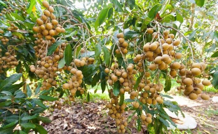 Vườn nhãn cổ trên trăm tuổi – điểm đến không thể bỏ lỡ