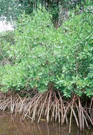 Image result for Rhizophora