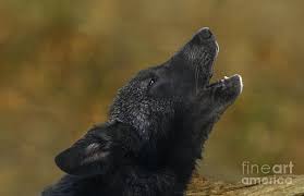 We did not find results for: Howling Gray Wolf Pup Endangered Species Wildlife Rescue Photograph By Dave Welling