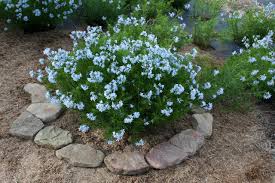 Image result for Stadmannia oppositifolia