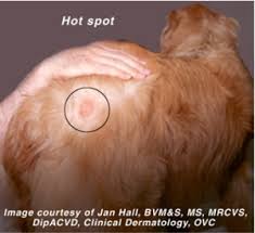 Image result for hotspot dogs