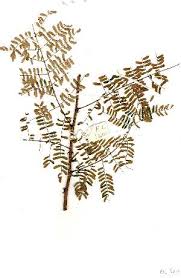 Image result for Acacia adenocalyx