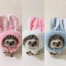 In The Style On Twitter Cute Hedgehog Cute Baby Animals Cute Little Animals