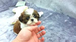 Puppy money scammers that take pictures off of pintrest and other web. Micro Teacup Shih Tzu Puppies For Sale Youtube