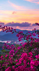 Download hd wallpapers for free on unsplash. 30 Spring Nature Wallpaper Full Hd Phone Backgrounds For Iphone Android Lock Scree Flowers Photography Wallpaper Iphone Wallpaper Landscape Nature Wallpaper