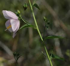 Image result for Kosteletzkya grantii