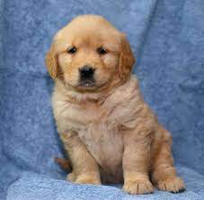 The goldenretriever community on reddit. Golden Retriever Puppies Craigslist Near Me Online Shopping