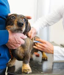 Your vet will be able to help you to decide which vaccines are right for your puppy or dog. Dog Vaccination Schedule All Your Vaccination Questions Answered