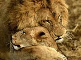 Pin By Haifaaydi On Lion S Lion Love African Lion Animals Beautiful