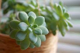 We do not ship plants on this list. 150 Captivating Cactus And Succulent Business Name Ideas