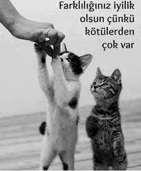 sokaktaki kediciklere kopuslere artik etlerinizden verin nolur yazik copleri karistiriyorlar yicek ariyorlar hayvan sozleri ozlu sozler komik hayvan videolari