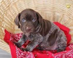 German Shorthaired Pointer Puppy Rolls For Days By Monica Pointer Puppies Gsp Puppies German Shorthaired Pointer