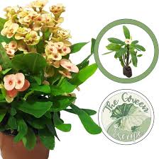 Image result for Euphorbia pfeilii