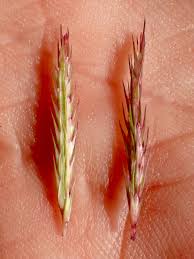 Image result for Dinebra retroflexa