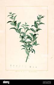 Image result for Salvadoraceae