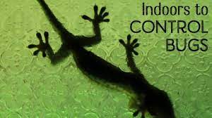 This page is for information only. Keeping Lizards Indoors For Pest Control Dengarden