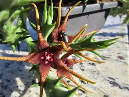Image result for Orbea maculata