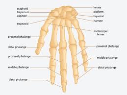This article is about the different types of joints in the human body and joints are articulations in the human skeletal system, in other words, these are places where bones meet. Anatomy Hand And Wrist Bid Needham
