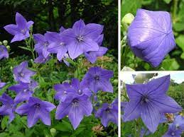 Chinese Bellflower Medicinal Plant With Beautiful Flower Medicinal Plants Bellflower Beautiful Flowers